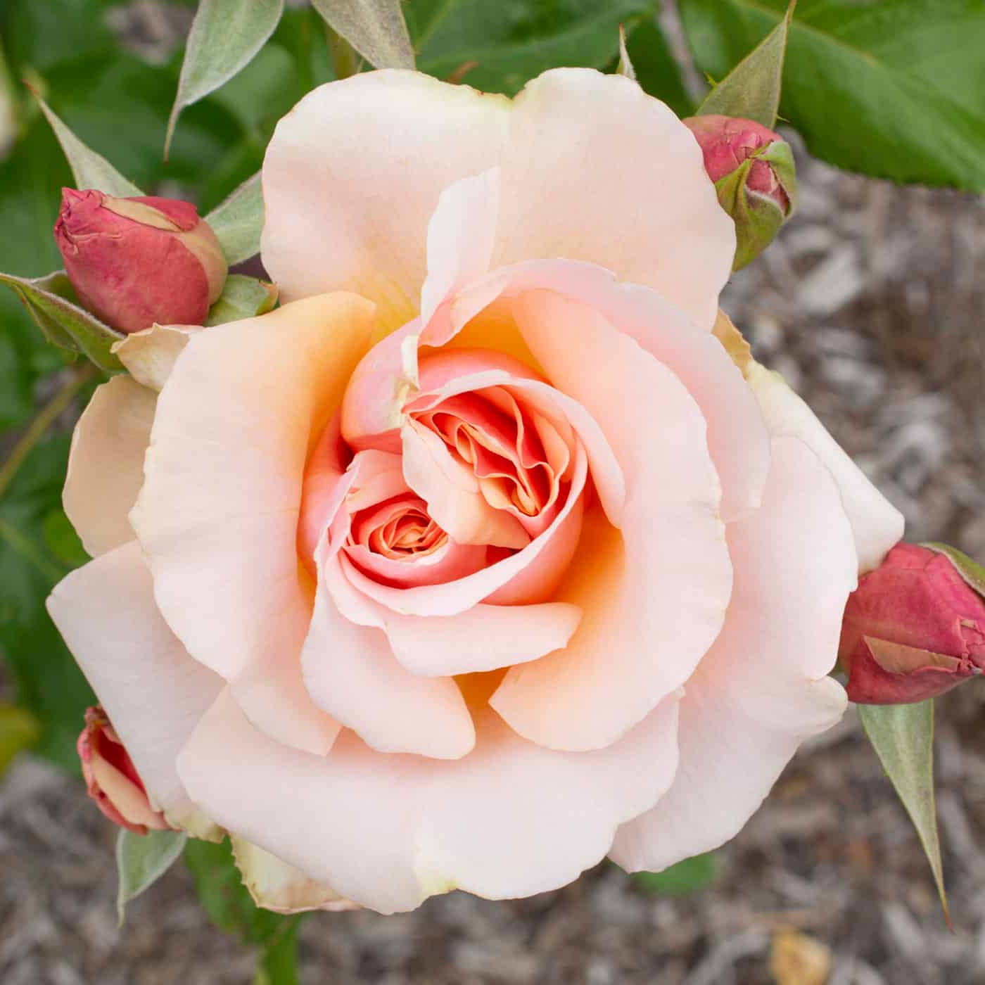 Mother of Pearl® Rose Bush
