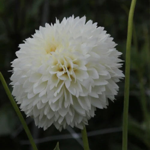 Dahlia 'Myama Fubuki'