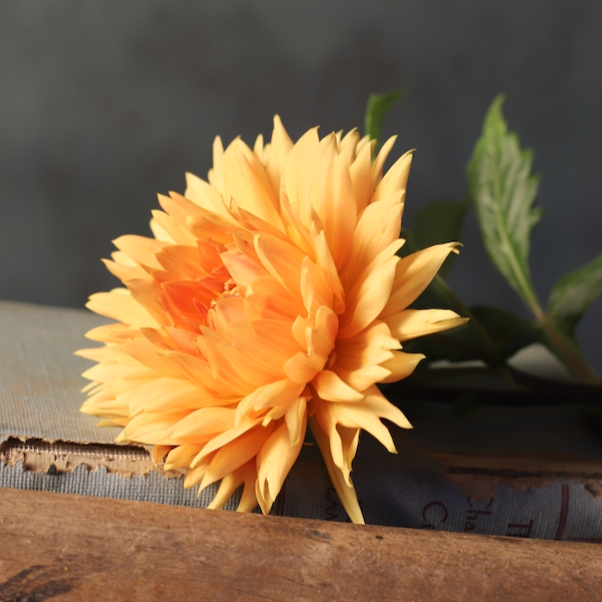 Dahlia 'Noordwijks Glorie'