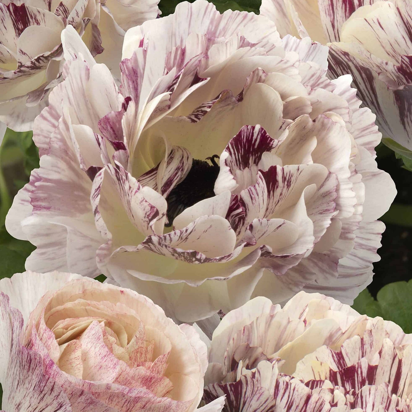 Ranunculus Brushmark Galthie - 5 Pack