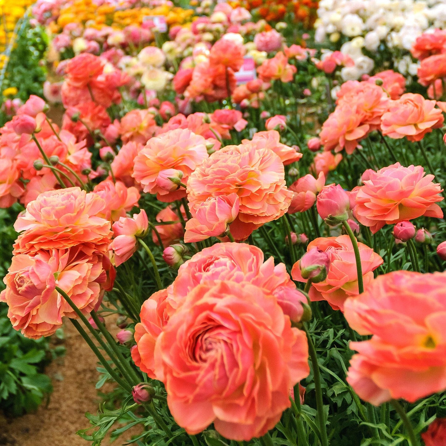 Ranunculus Romance™ Buzet® - 5 Pack