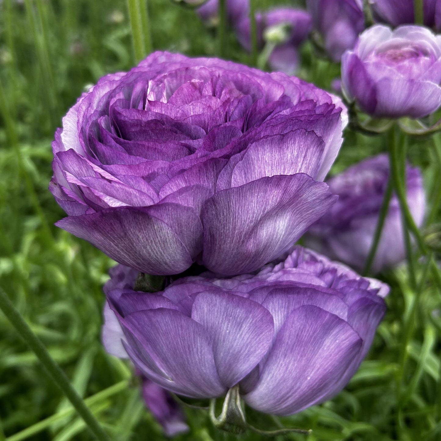 Ranunculus Romance™ Gascogne - 5 Pack