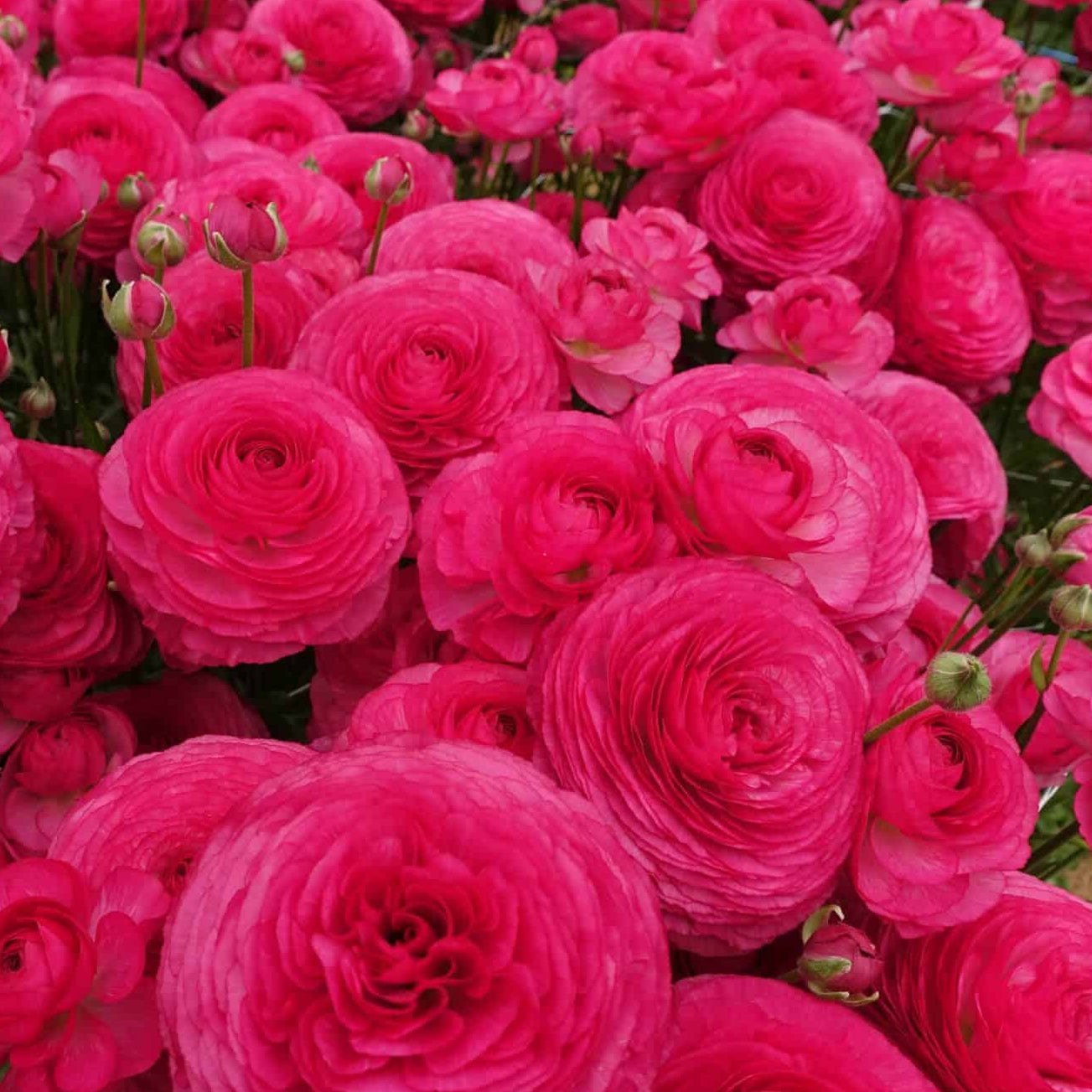 Ranunculus Romance™ Mercury - 5 Pack