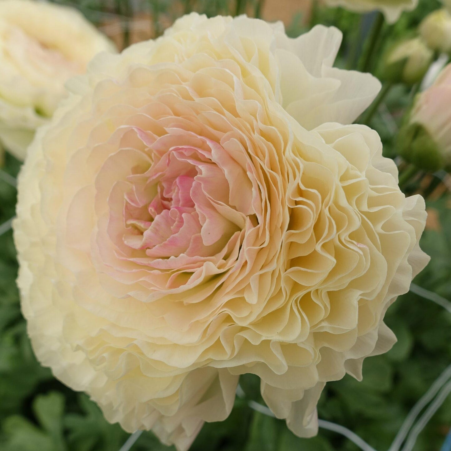 Ranunculus Romance™ Morvan - 5 Pack