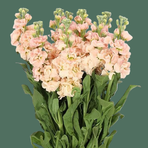 2026 Week 7 | Stock Iron | Apricot