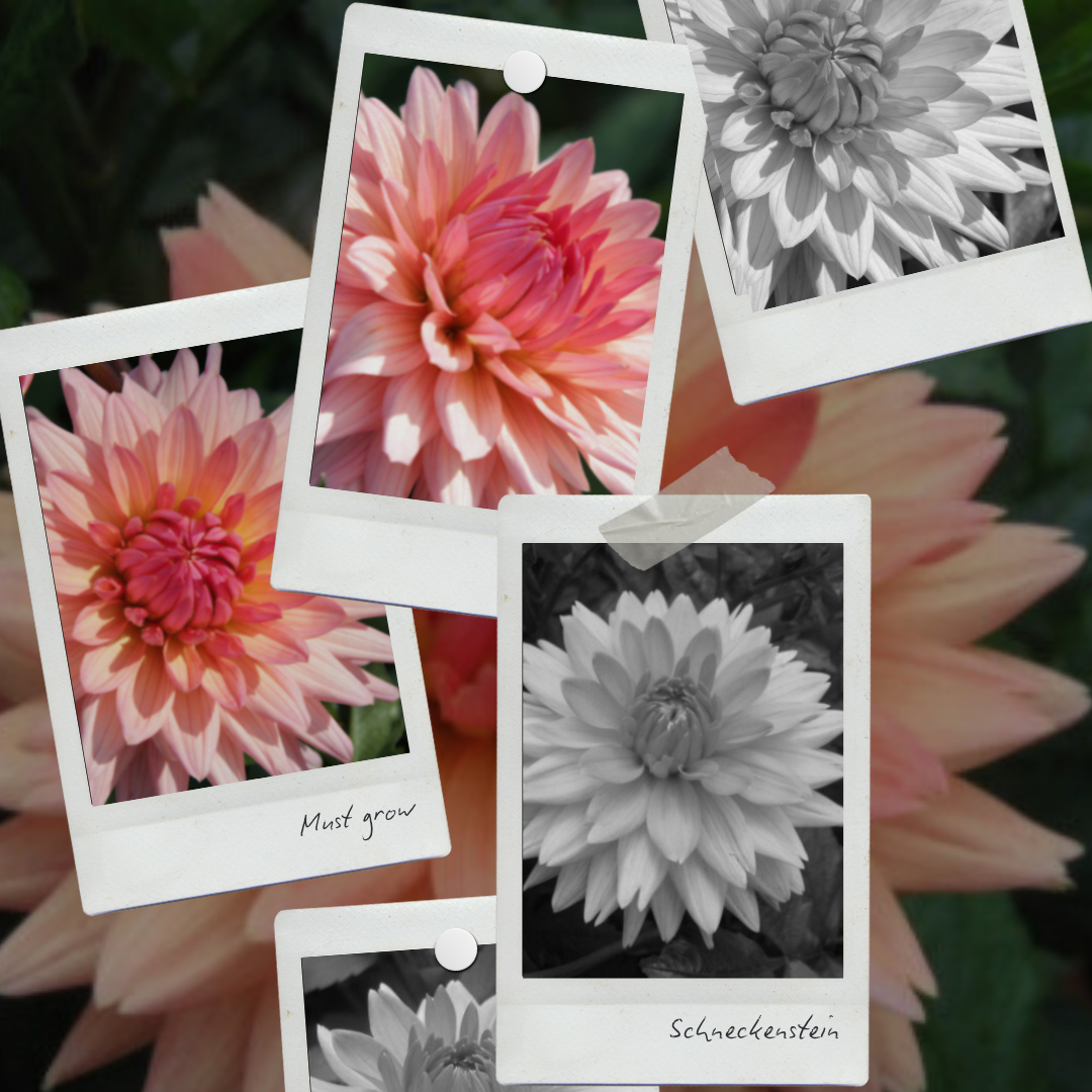 Dahlia 'Schneckenstein'