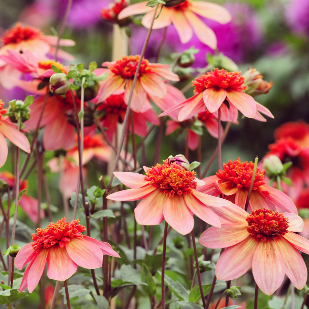 Totally Tangerine Dahlia