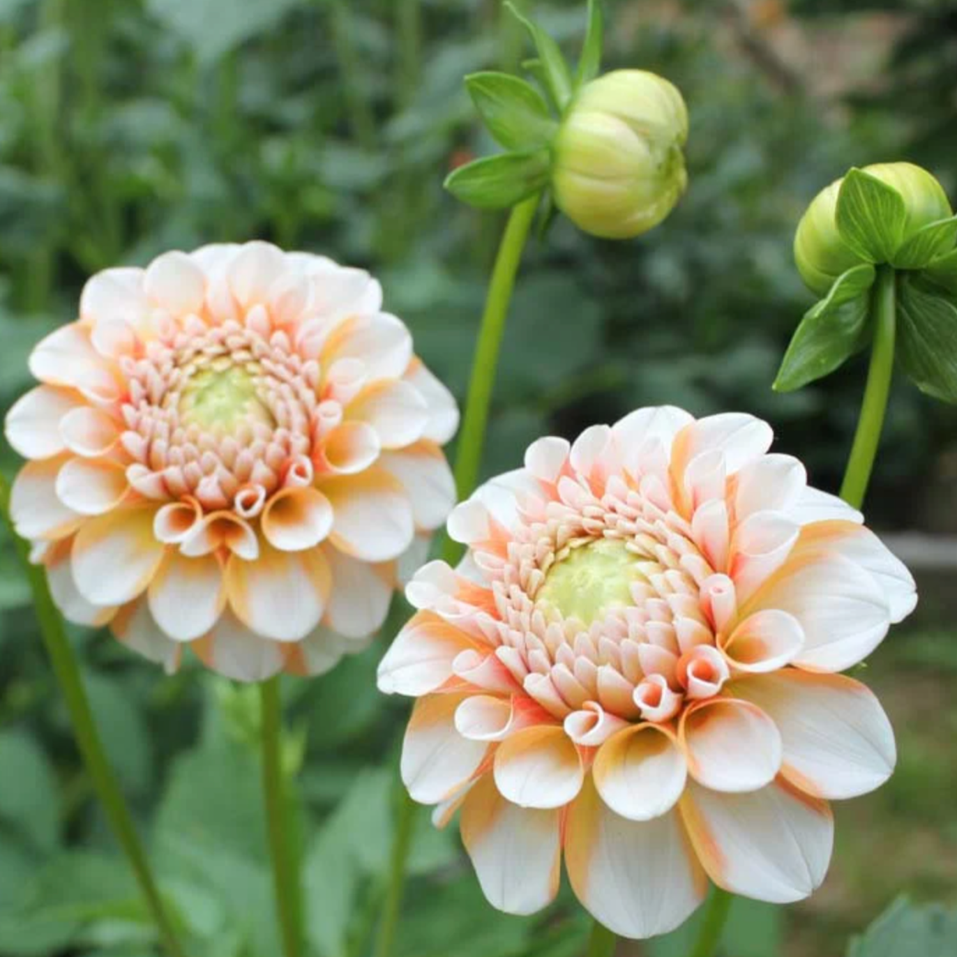 Brandon James Dahlia