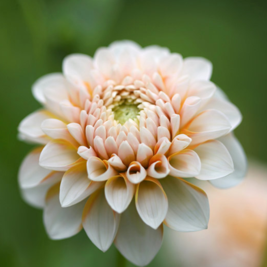 Brandon James Dahlia