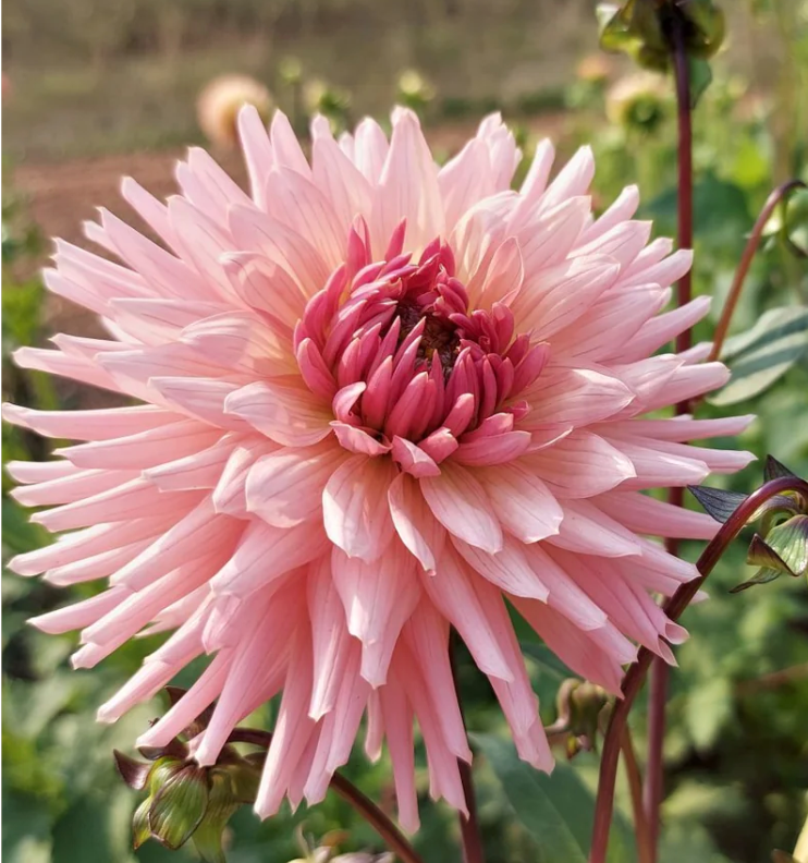 Preference Dahlia