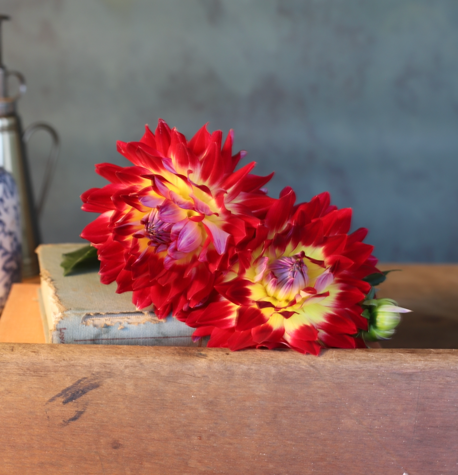 Dahlia 'Hilltop Northern Beau'