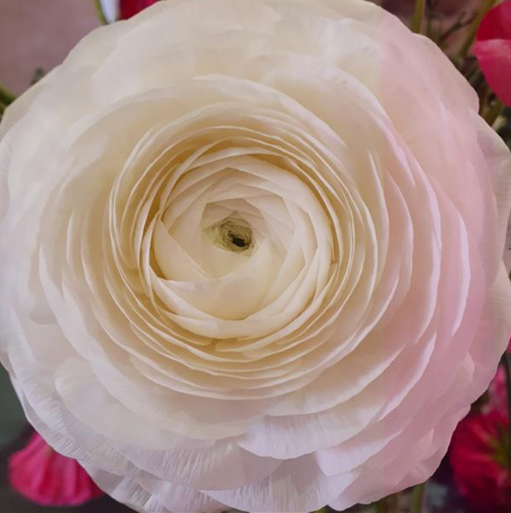 Ranunculus Half Clone Iceberg - 10 Pack