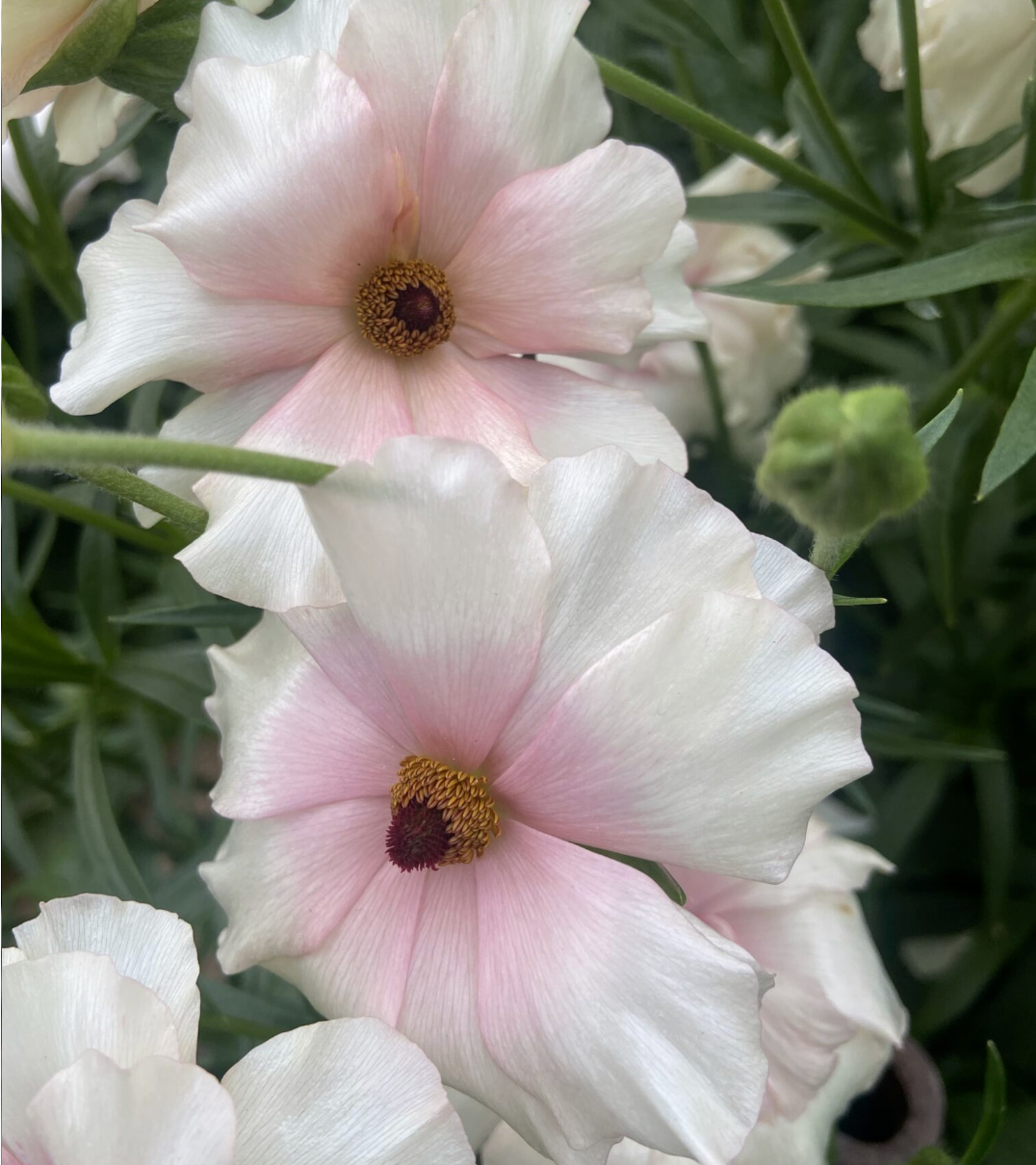 Ranunculus Butterfly™ Ariadne® - 5 Pack