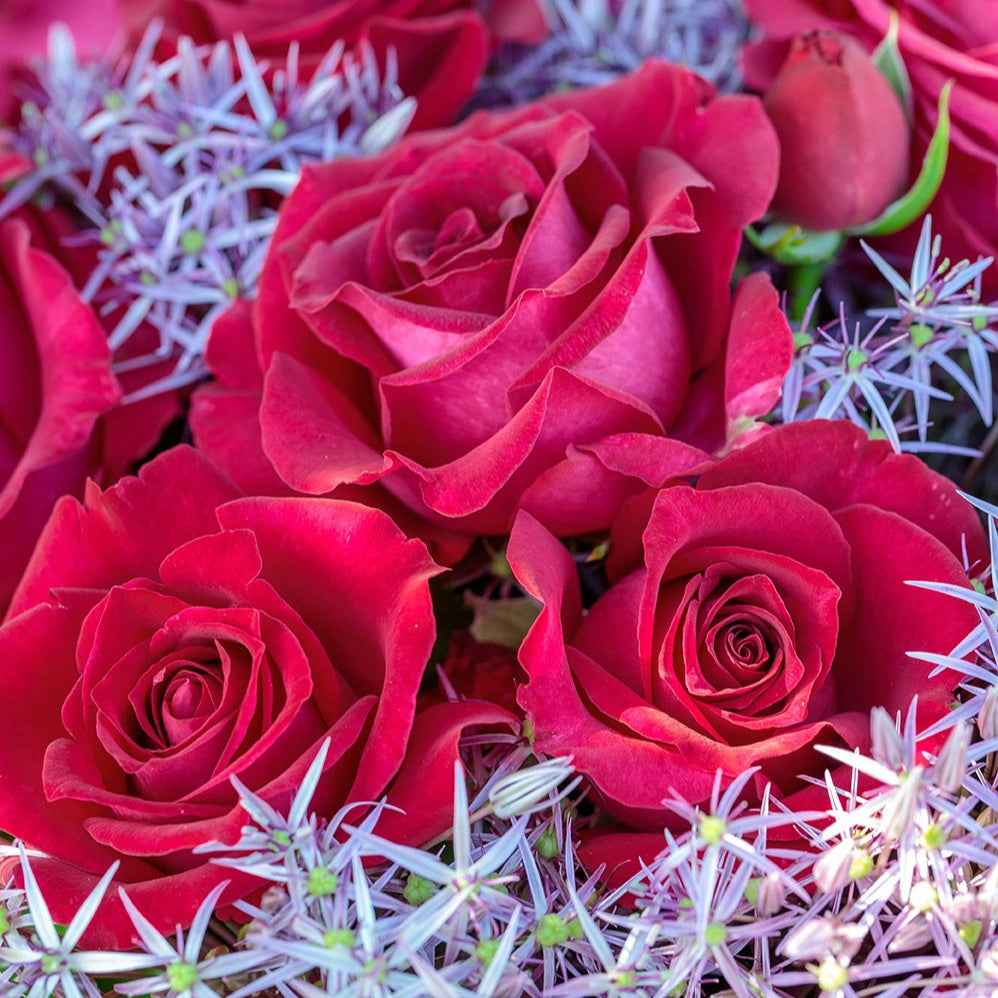 Stiletto™ Rose Bush