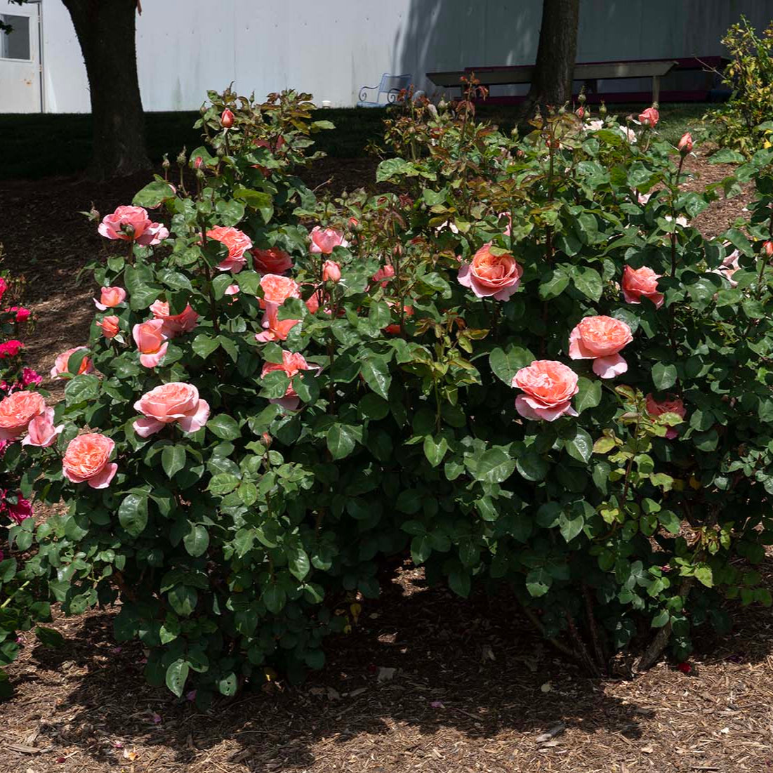 Sweet Mademoiselle™ Rose Bush