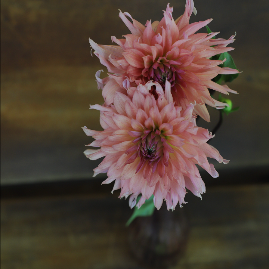 Dahlia 'Terracotta'