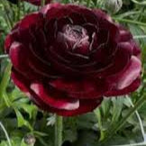 Ranunculus Amadine Black - 10 Pack