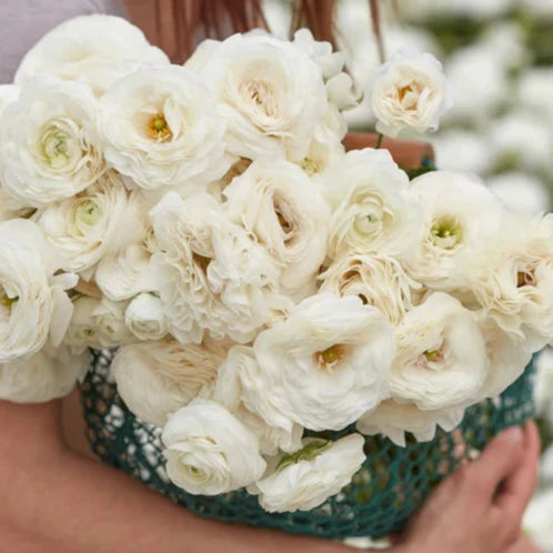 Ranunculus Amadine White - 10 Pack