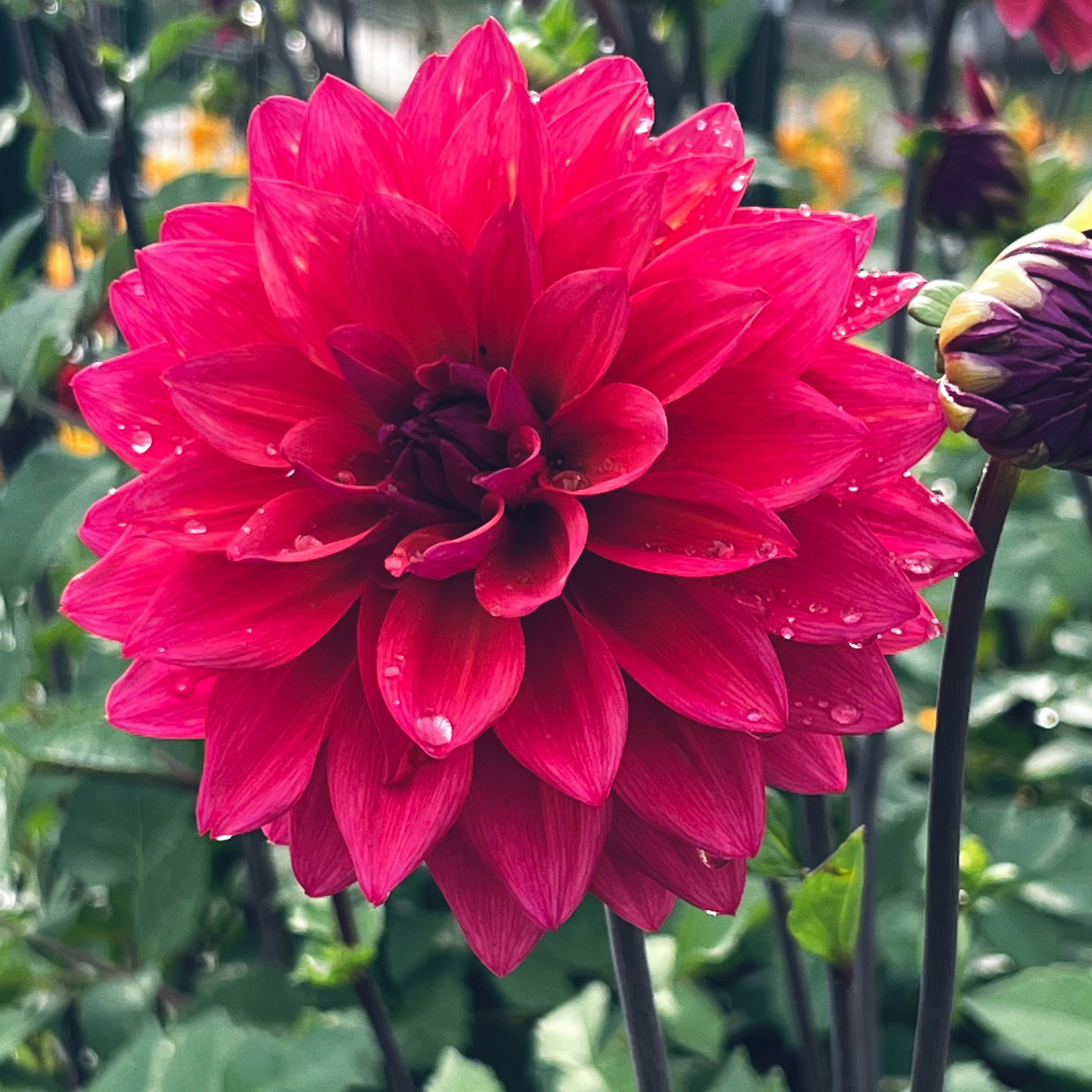 Dahlia 'American Dawn'