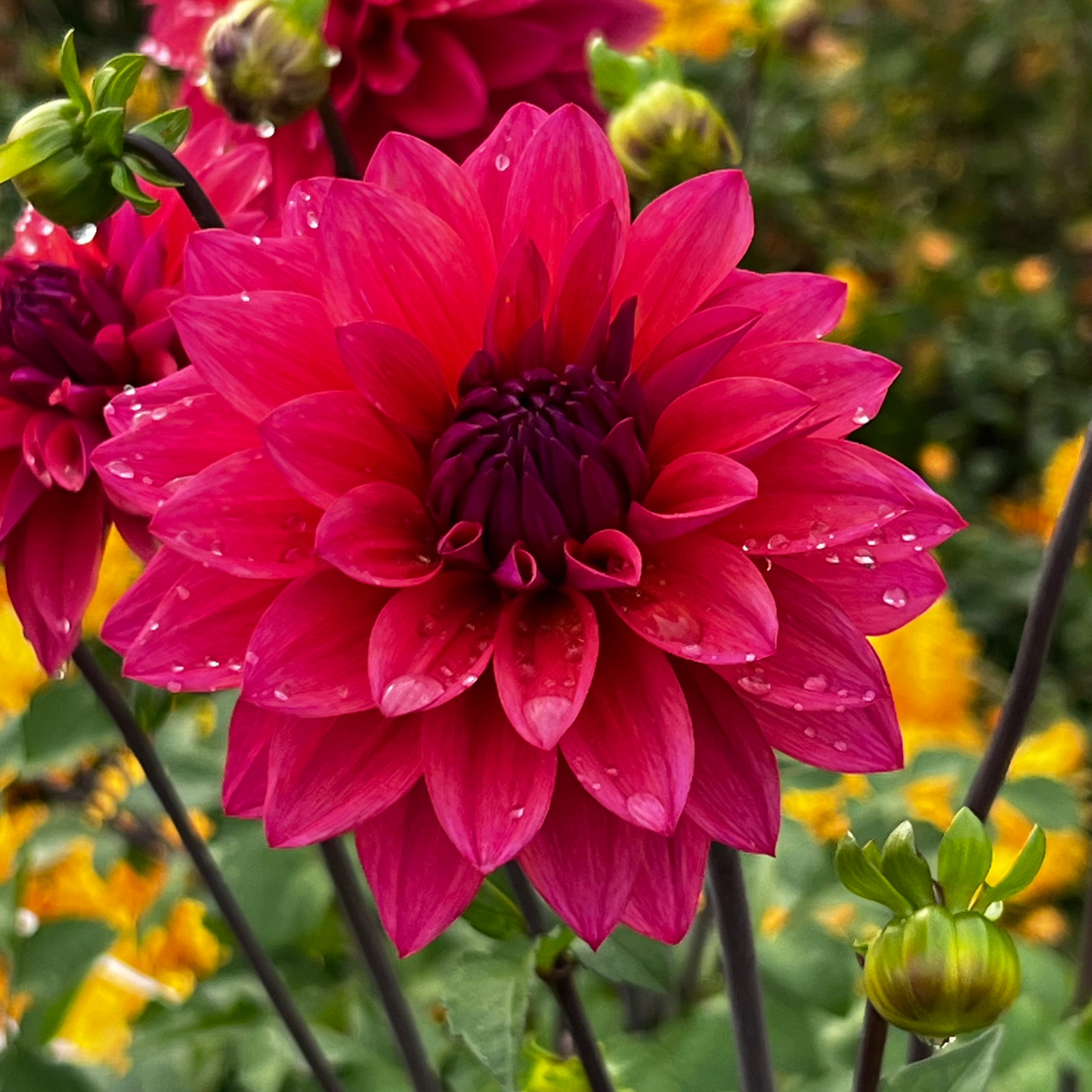 Dahlia 'American Dawn'