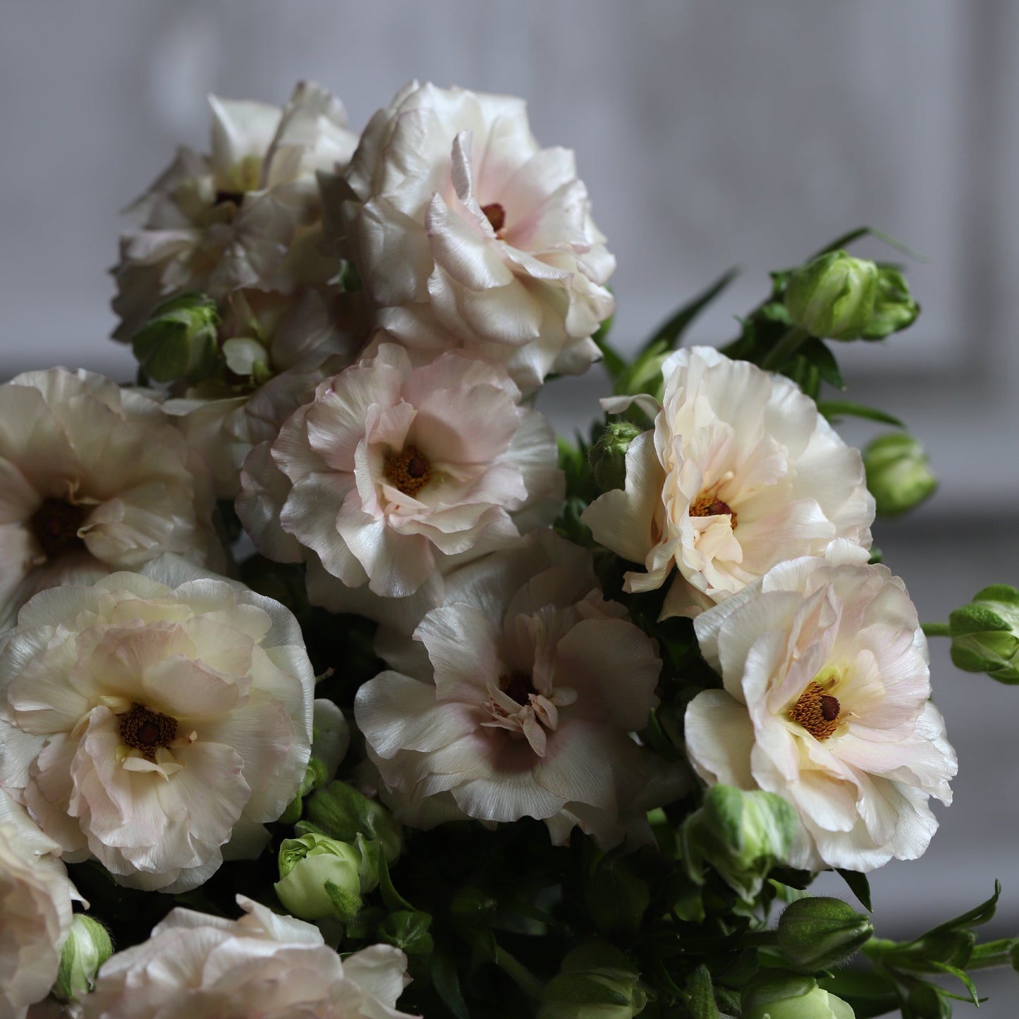 Close-up of a bouquet of light pink flowers with green leaves on a blurred background ariadne ranunculus flower