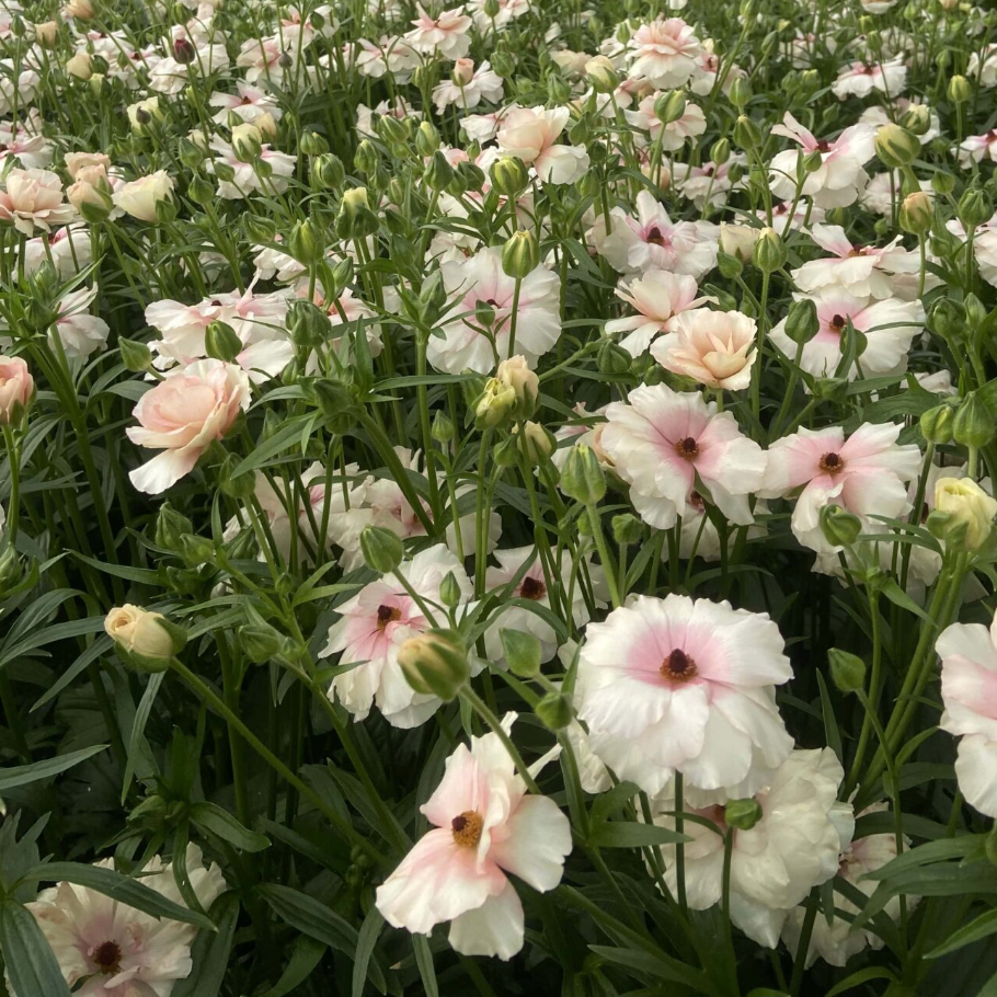 Ranunculus Butterfly™ Ariadne® - 5 Pack