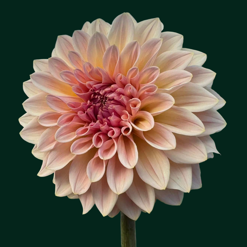 Dahlia 'Beauty Queen’