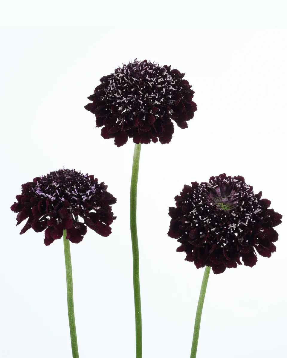 2026 Week 10 | Scabiosa Scoop Series Blackberry | 4 Pack