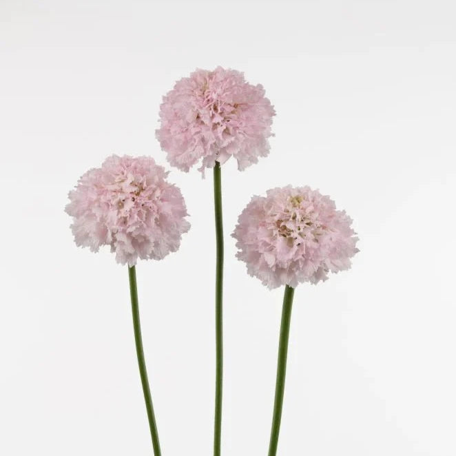 2026 Week 10 | Scabiosa Bon Bon Scoop French Vanilla | 4 Pack