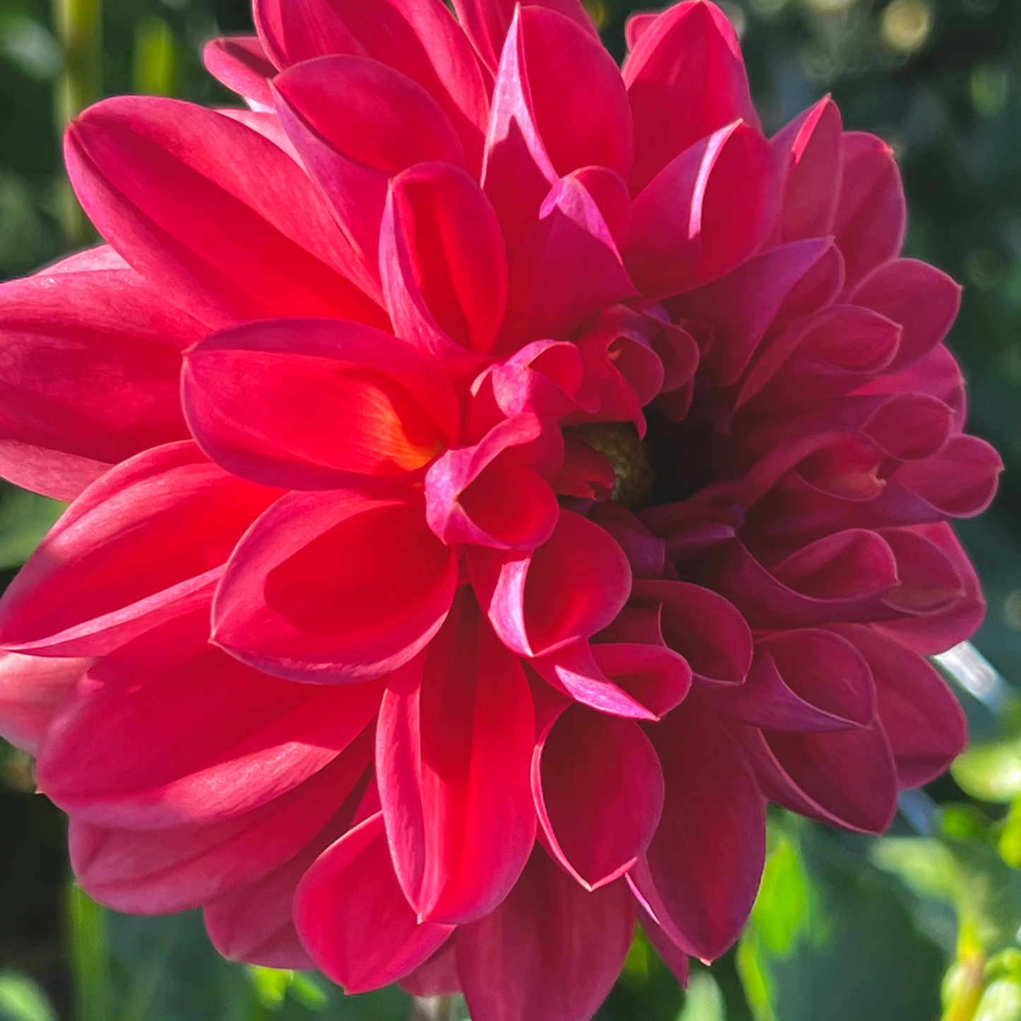 Dahlia 'Bloomquist Curt'