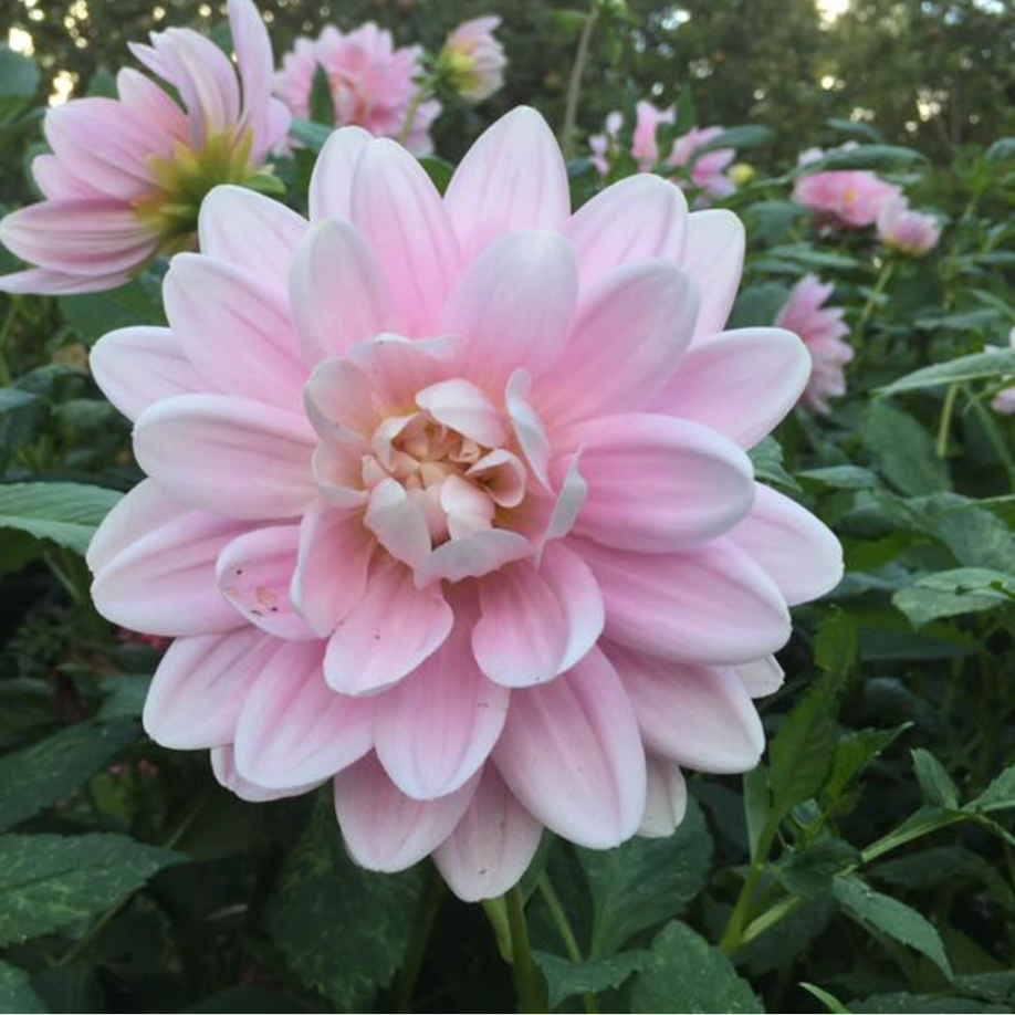 Dahlia 'Brackenridge Ballerina' (or Bracken Ballerina) LIMIT 1 - Spring Shipped