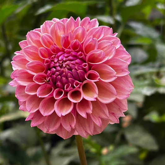 Dahlia 'Bracken Rose' U.S., AKA 'Bracken Ruse'