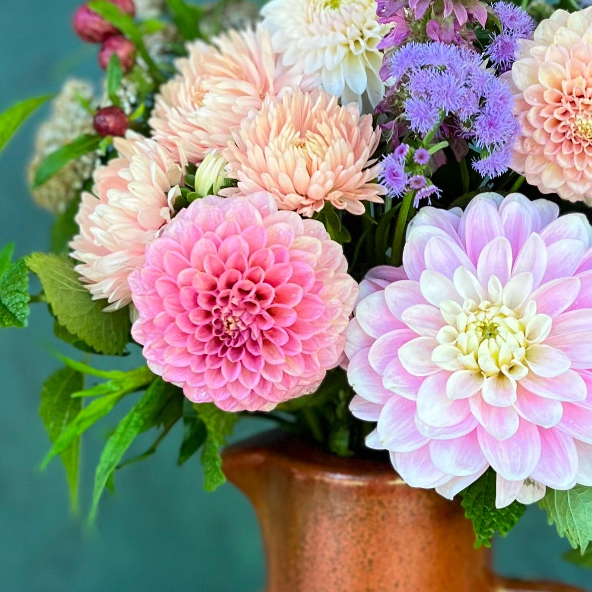 Dahlia 'Bracken Rose' U.S., AKA 'Bracken Ruse'