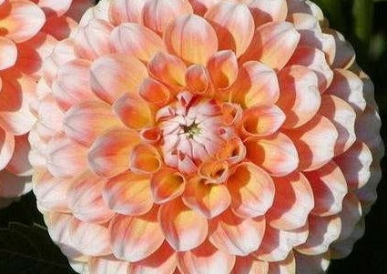Brandon James Dahlia
