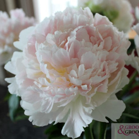 Brother Chuck Peony - Lactiflora 3-5 eyes