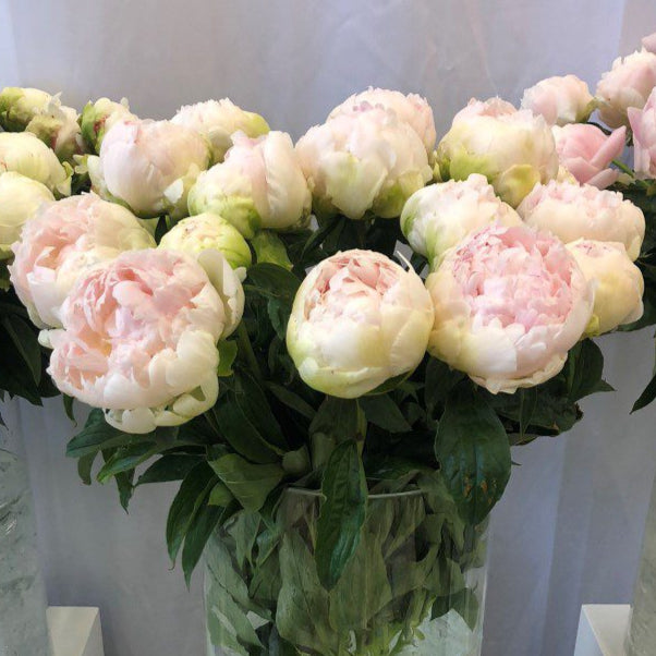 Brother Chuck Peony - Lactiflora 3-5 eyes