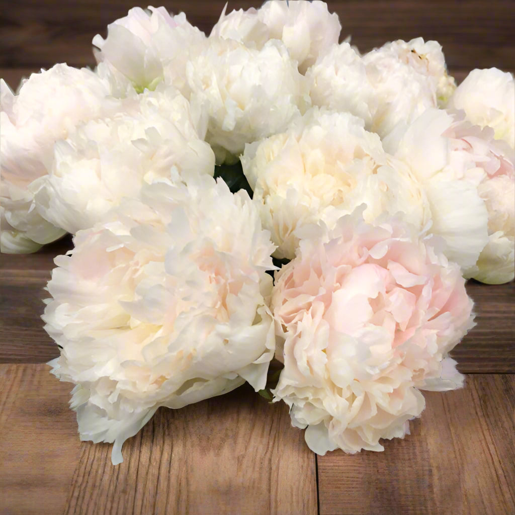 Brother Chuck Peony - Lactiflora 3-5 eyes