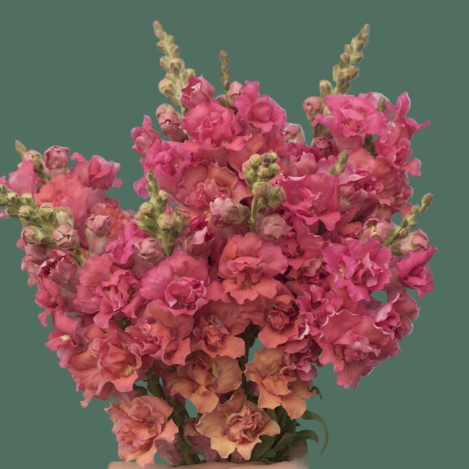 2026 Week 7 | Snapdragon Madame Butterfly | Bronze