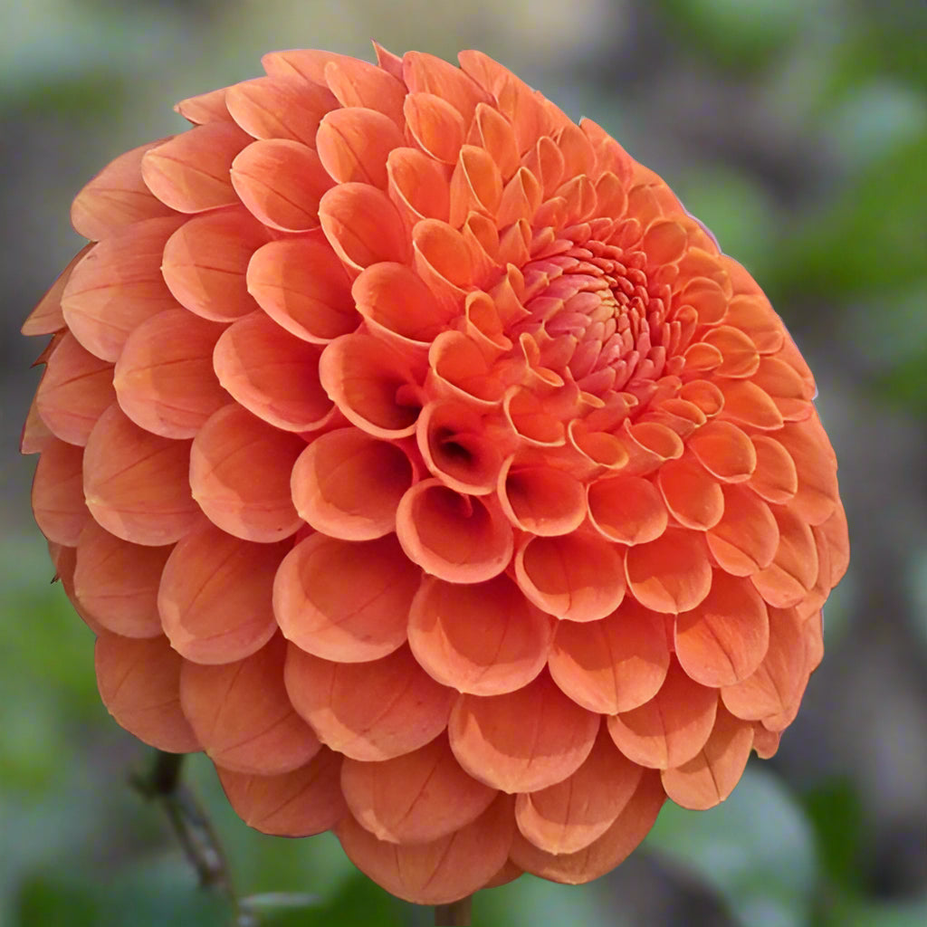 Dahlia 'Camano Buz'
