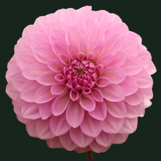 World Series Collection - Caravaggio (Read Description)