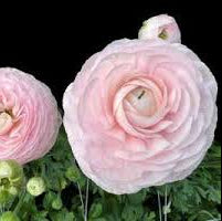 Ranunculus Amadine Chamallow - 10 Pack