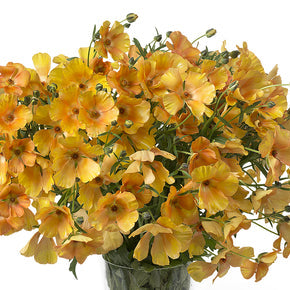Ranunculus Butterfly™ Charis® - 5 Pack