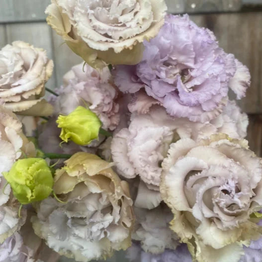 Lisianthus Chateau Blue - 10 Pack