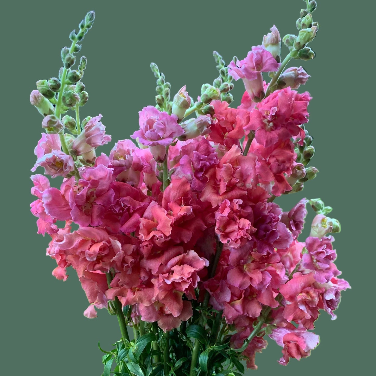 2026 Week 7 | Snapdragon Madame Butterfly | Cherry Bronze