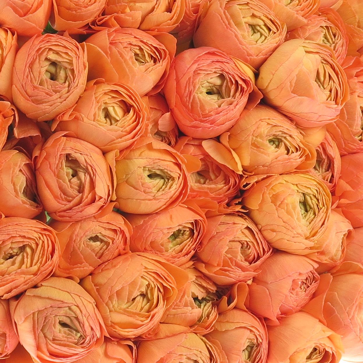 New! Ranunculus Success 750 PC Pesca