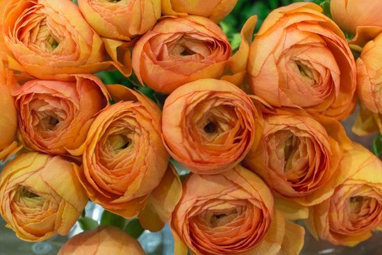 New! Ranunculus Success 750 PC Pesca