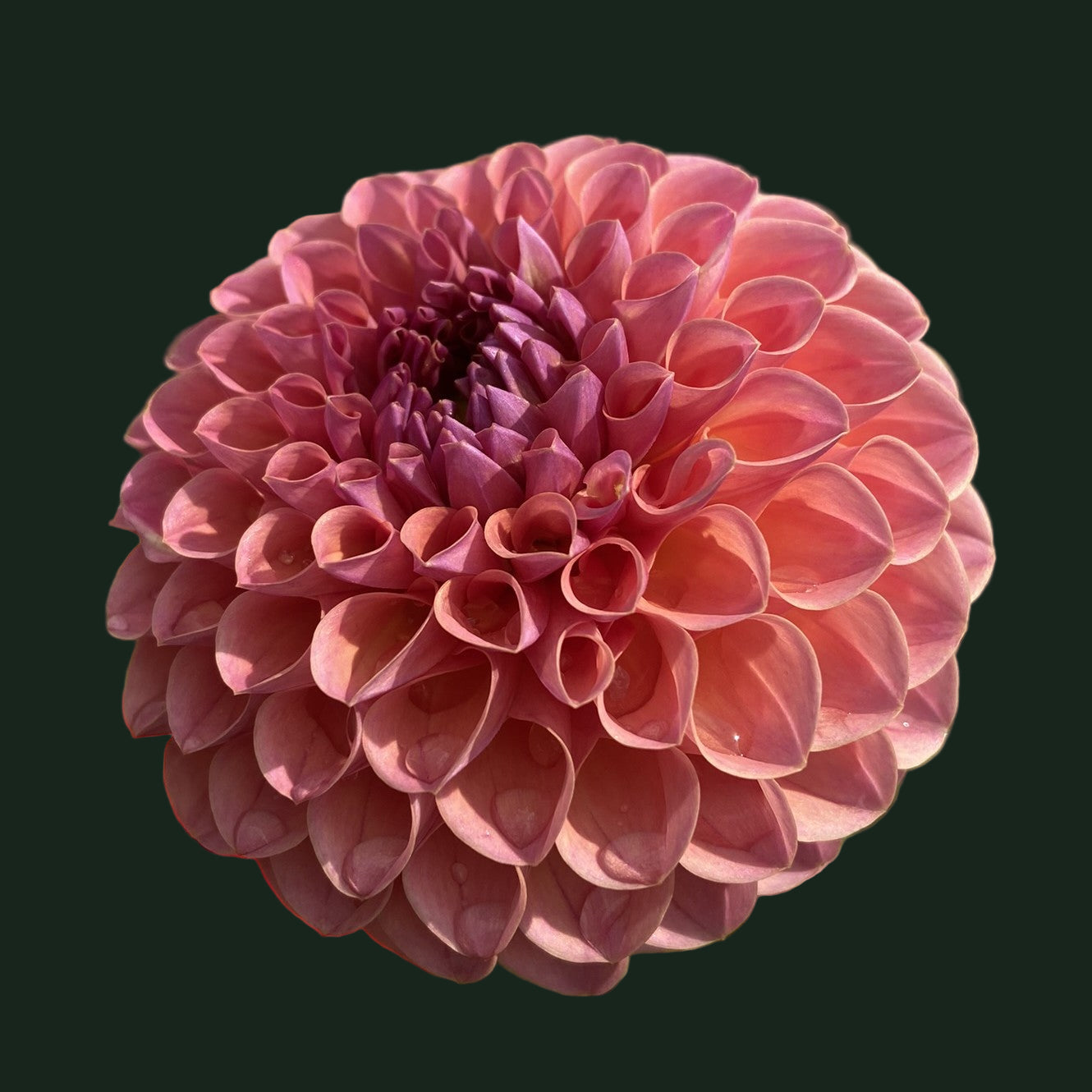 World Series Collection - Hapet Coppery (Read Description)