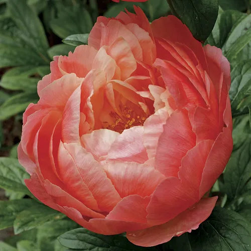 Peony Coral Charm