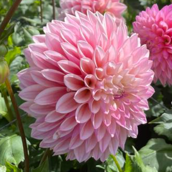 Dahlia 'Coralie' - Fall Shipped