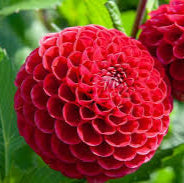 Dahlia 'Cornel'
